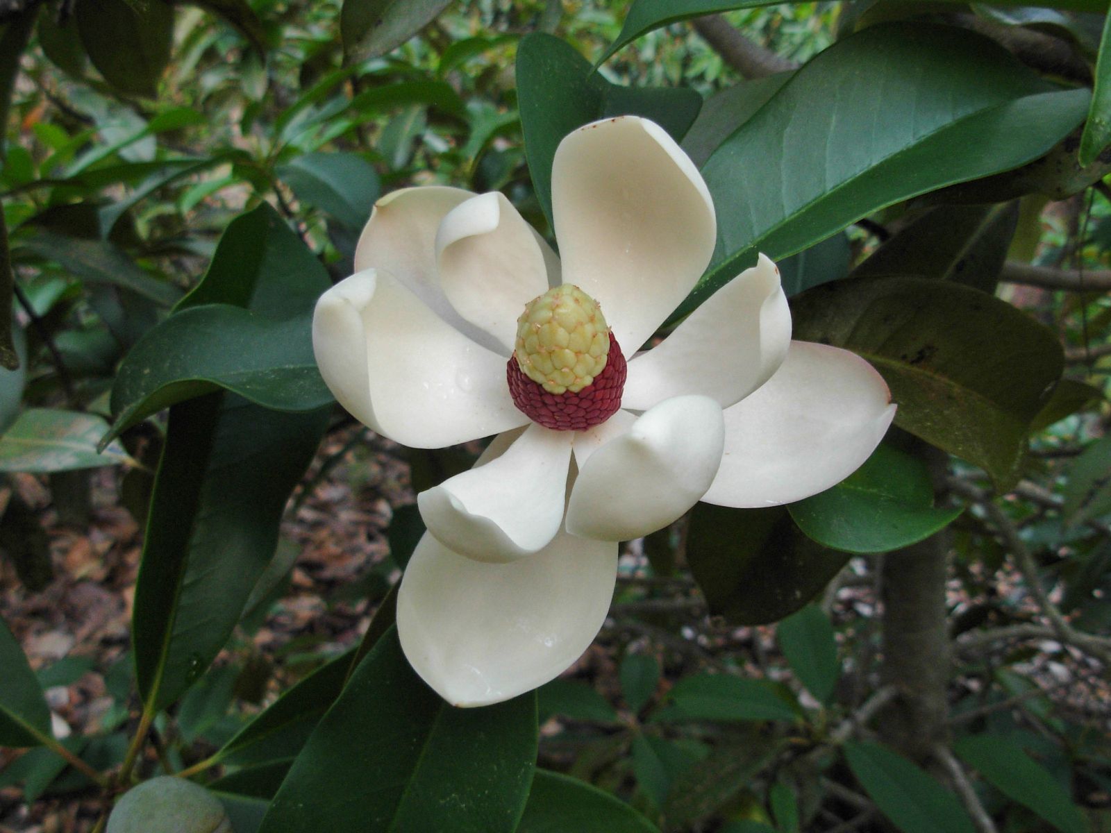 Seeds! Manglietia Magnolia insignis EVERGREEN FRAGRANT FLOWERS 