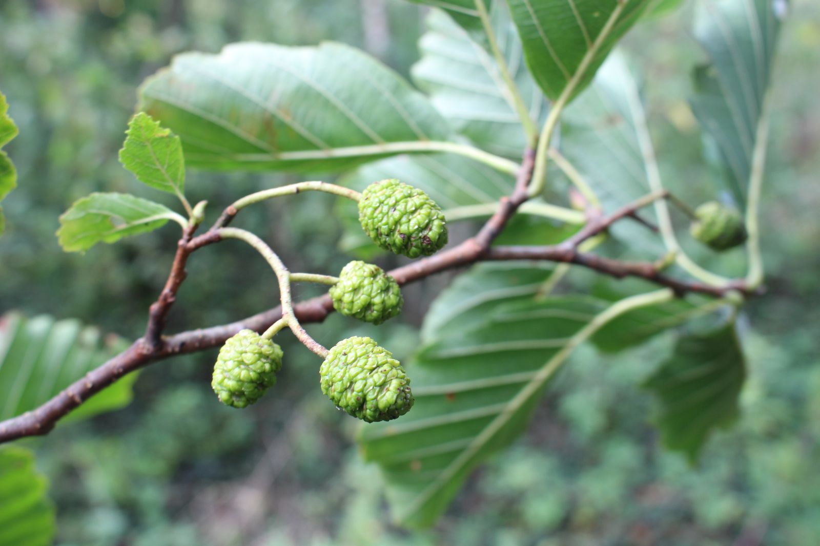 Alnus glutinosa - Trees and Shrubs Online