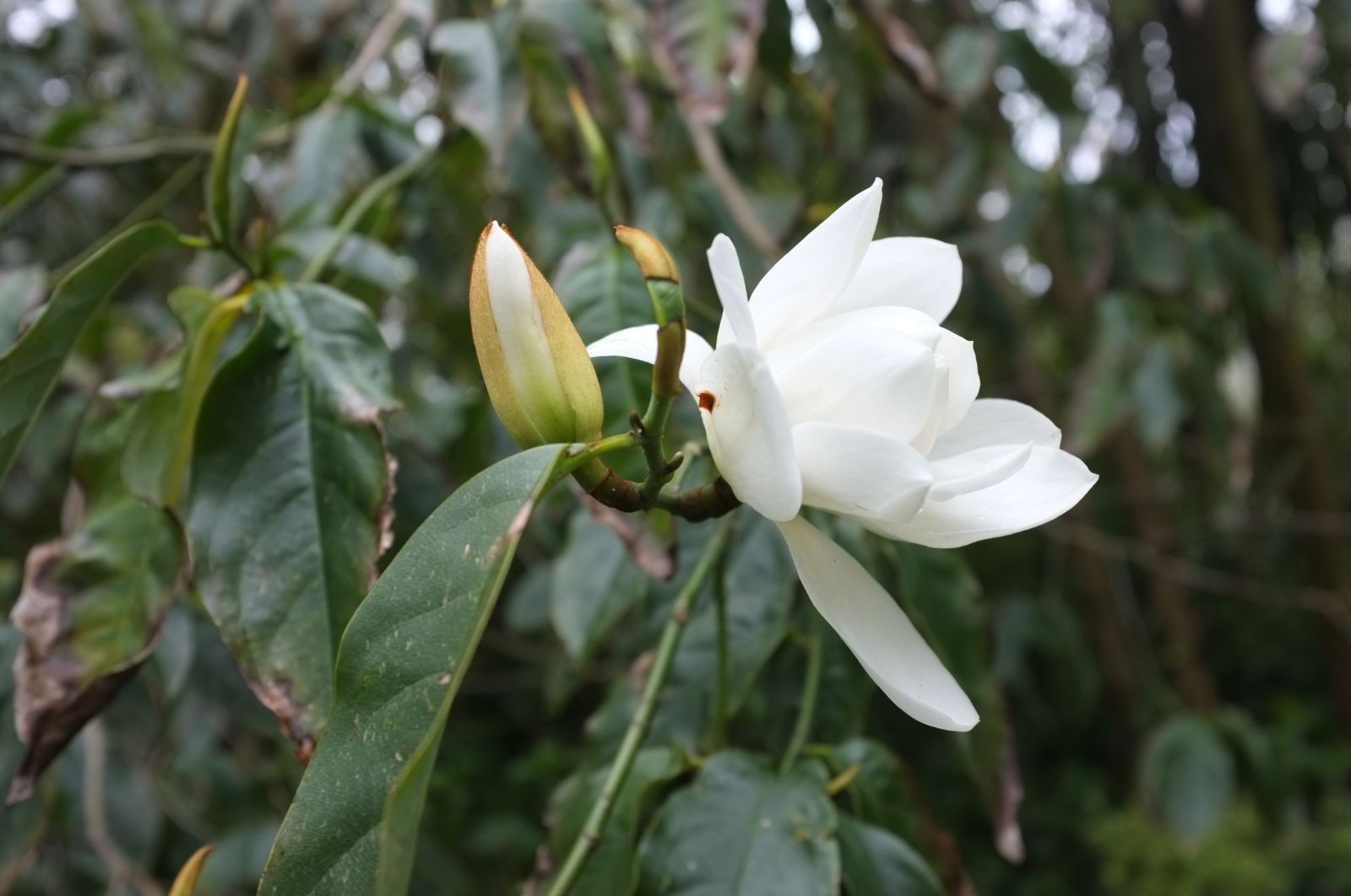 Very Fragrant Michelia Excelsa Tree The Temple Magnolia Doltsopa 10 Seeds 