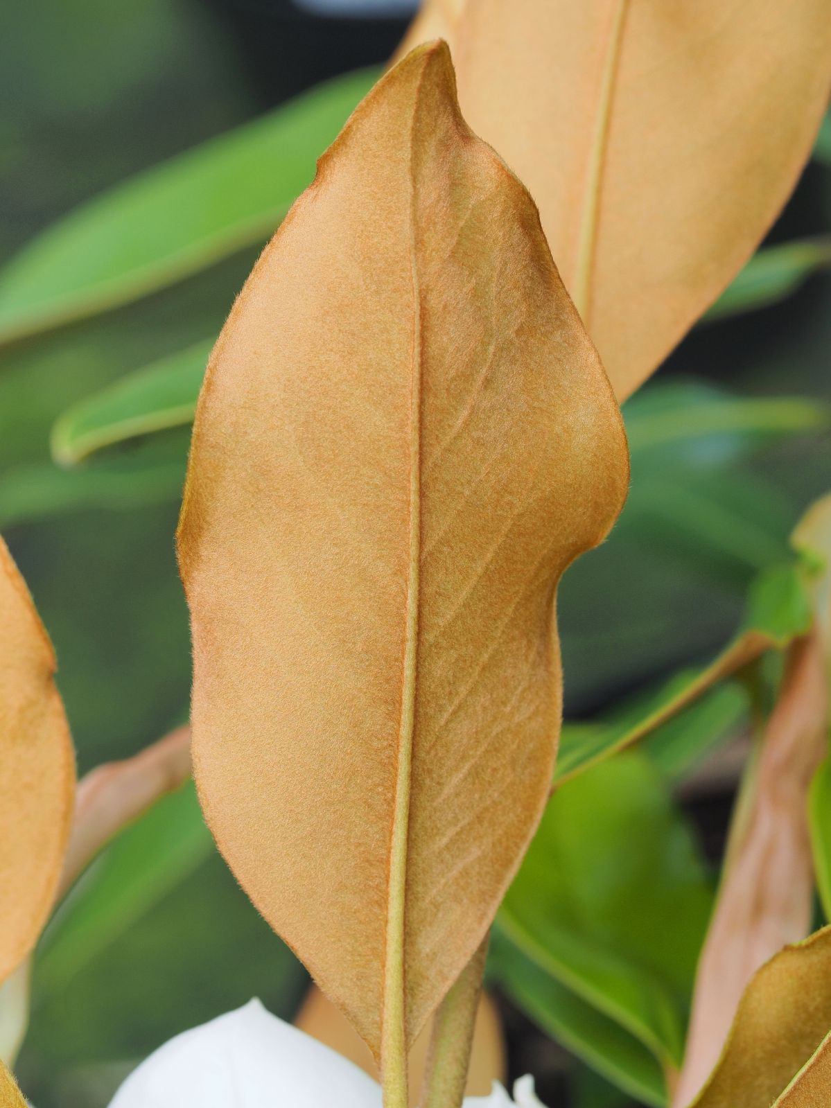 Magnolia grandiflora - Trees and Shrubs Online