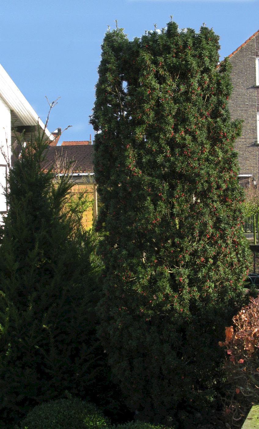 Taxus baccata - Trees and Shrubs Online