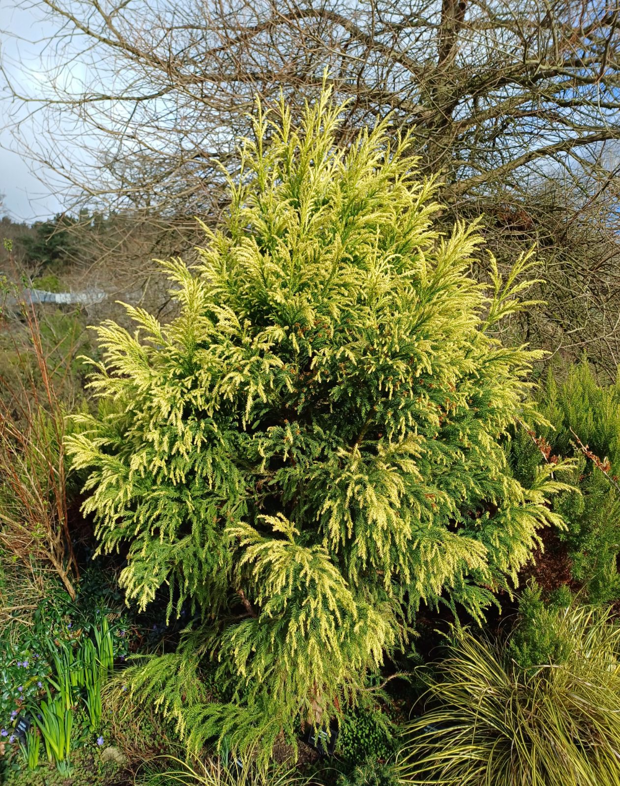 Cryptomeria japonica - Trees and Shrubs Online