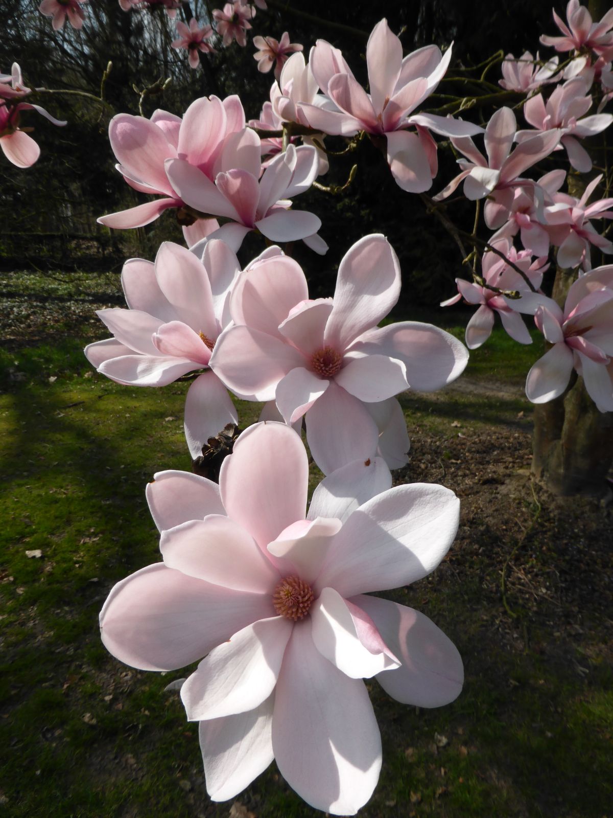https://www.treesandshrubsonline.org/site/assets/files/3600/magnolia-1.jpg