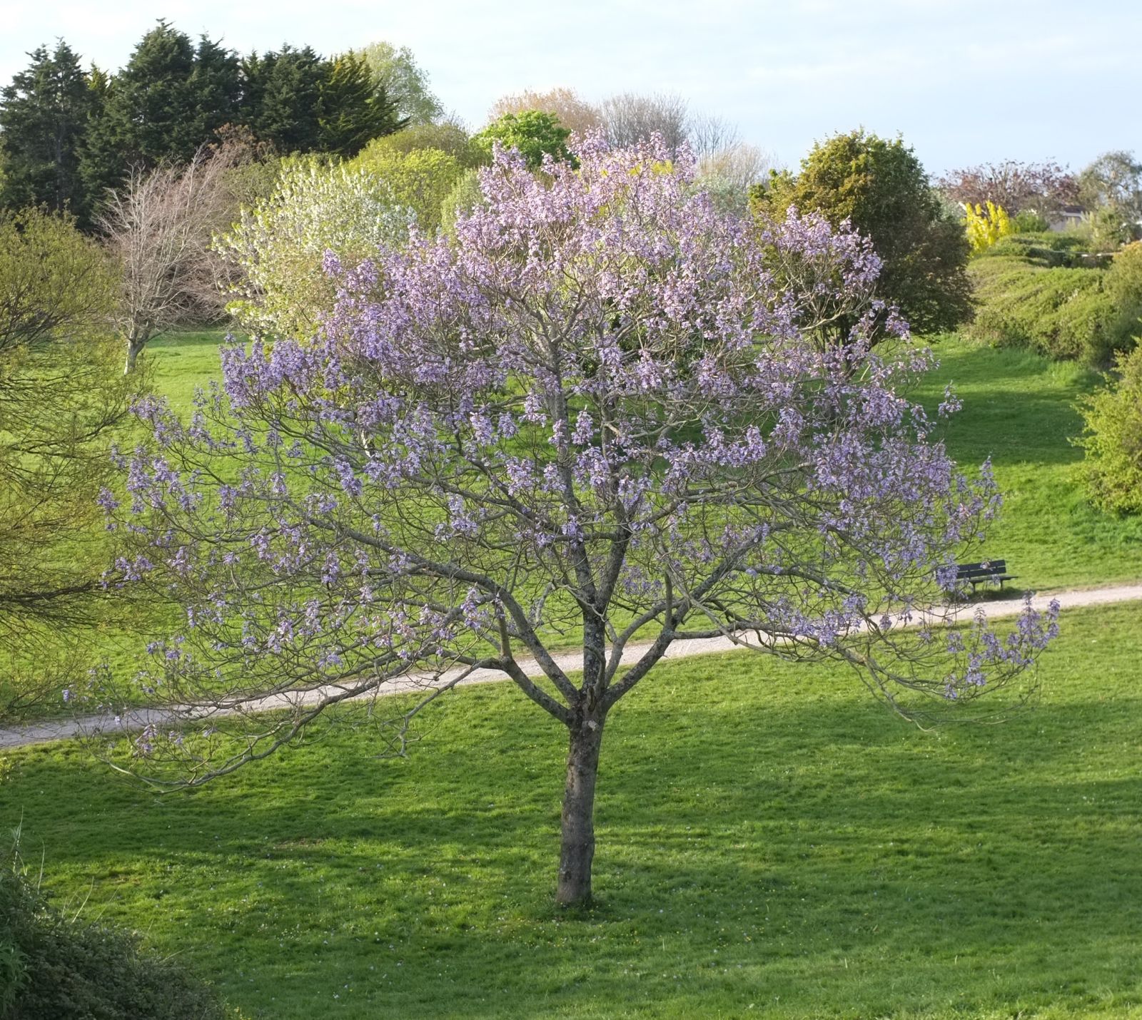 The rediscovery of the Paulownia tree