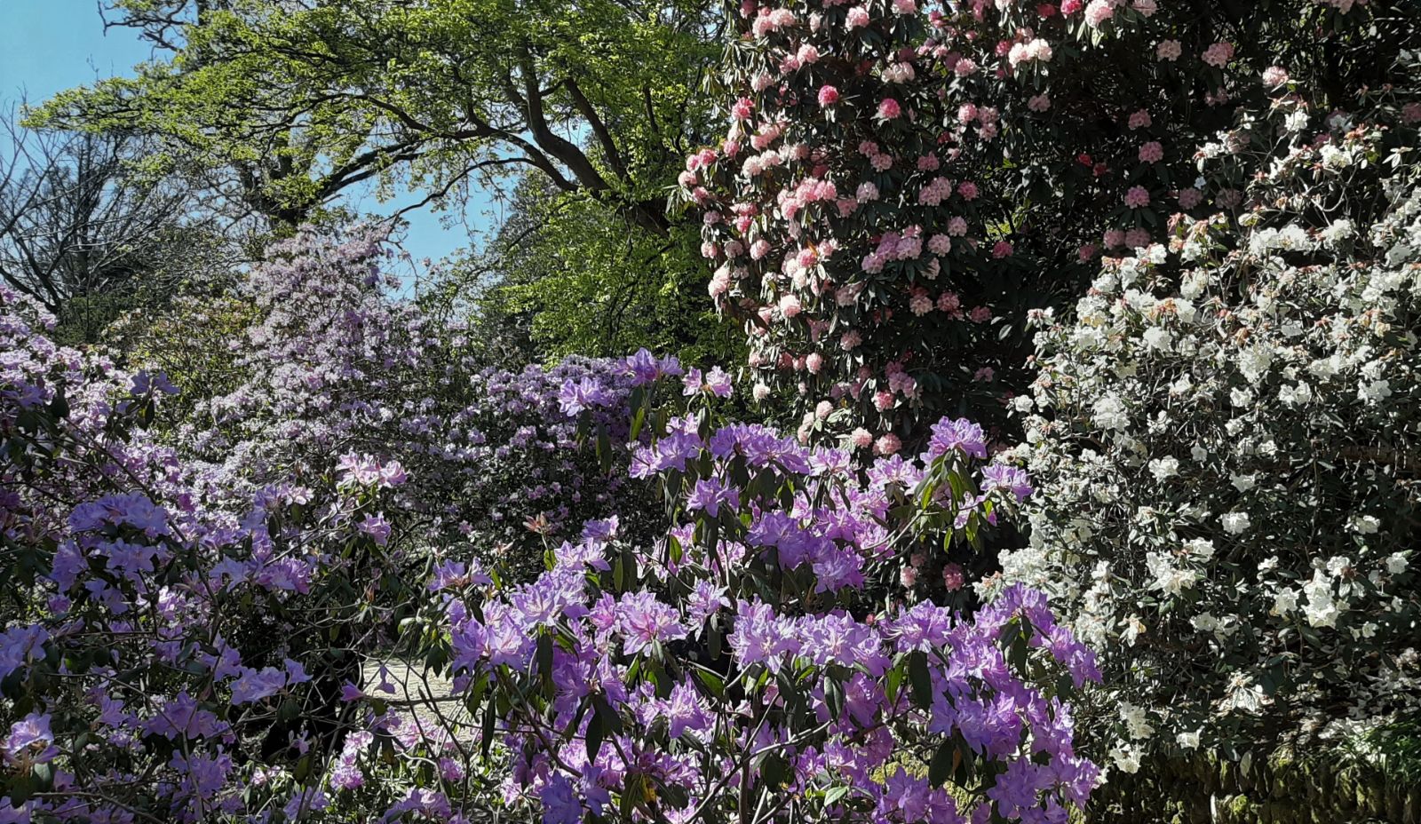 Rhododendron - Trees and Shrubs