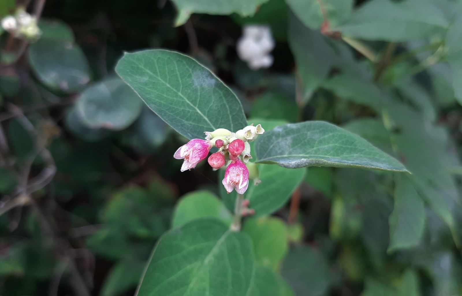25 COMMON SNOWBERRY - WHITE Berries Pink Flowers Symphoricarpos Alba Shrub  Seeds