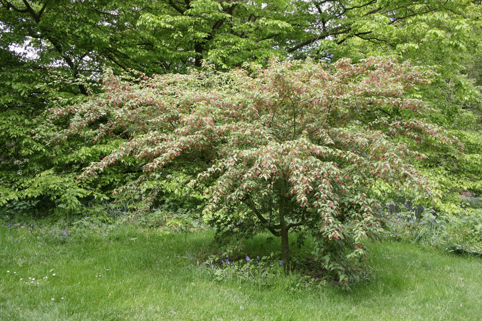 Acer crataegifolium - Trees and Shrubs Online