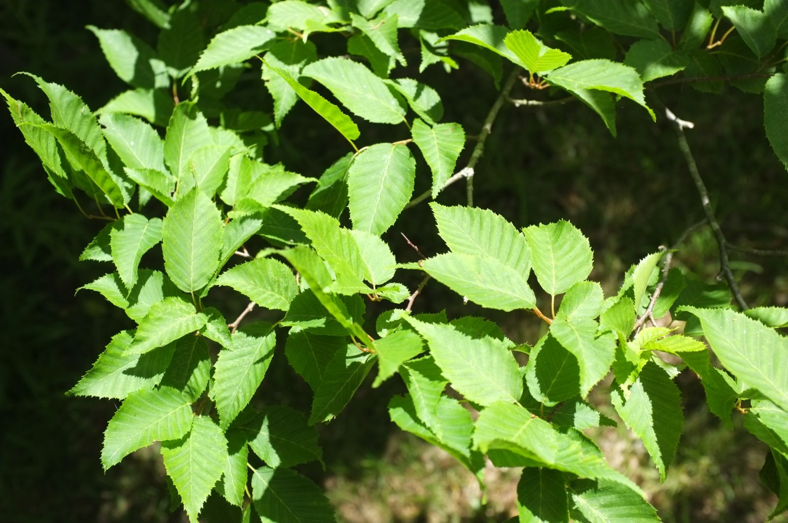 Carpinus viminea - Trees and Shrubs Online