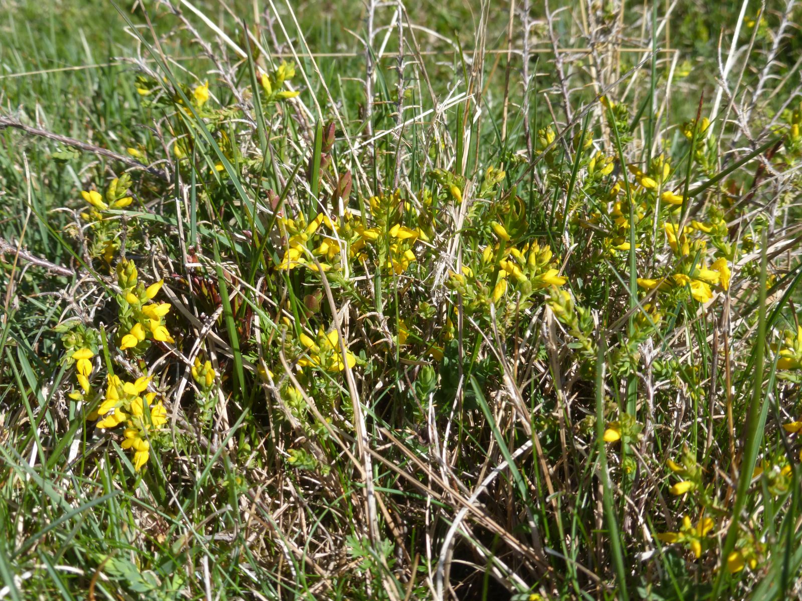 Genista anglica - Trees and Shrubs Online