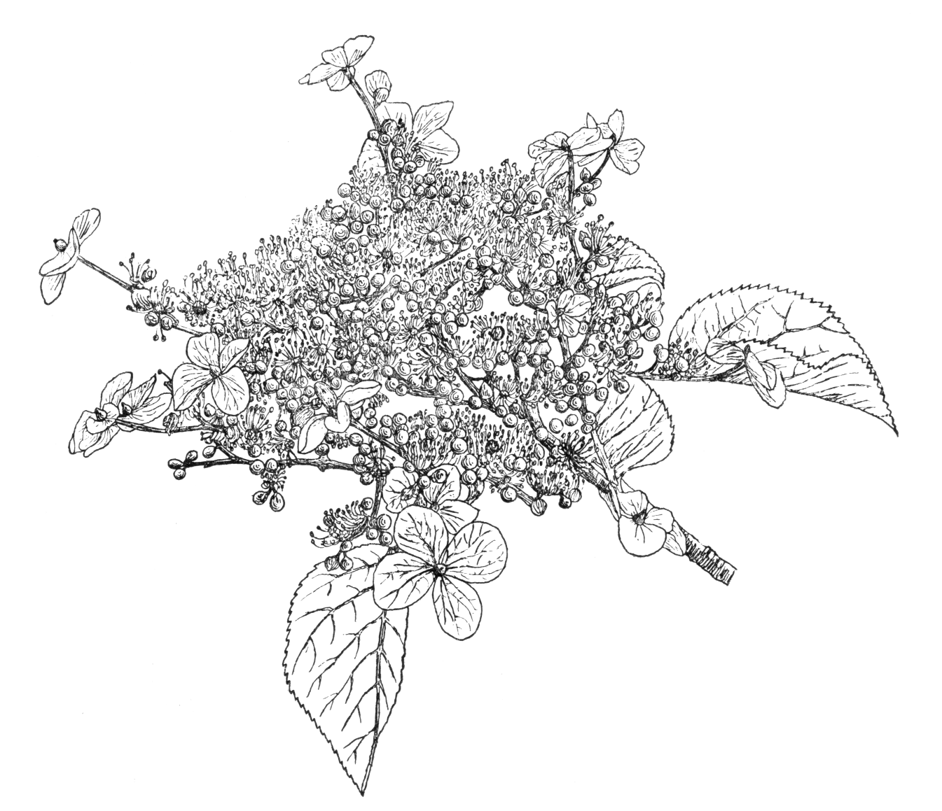 Hydrangea petiolaris - Trees and Shrubs Online