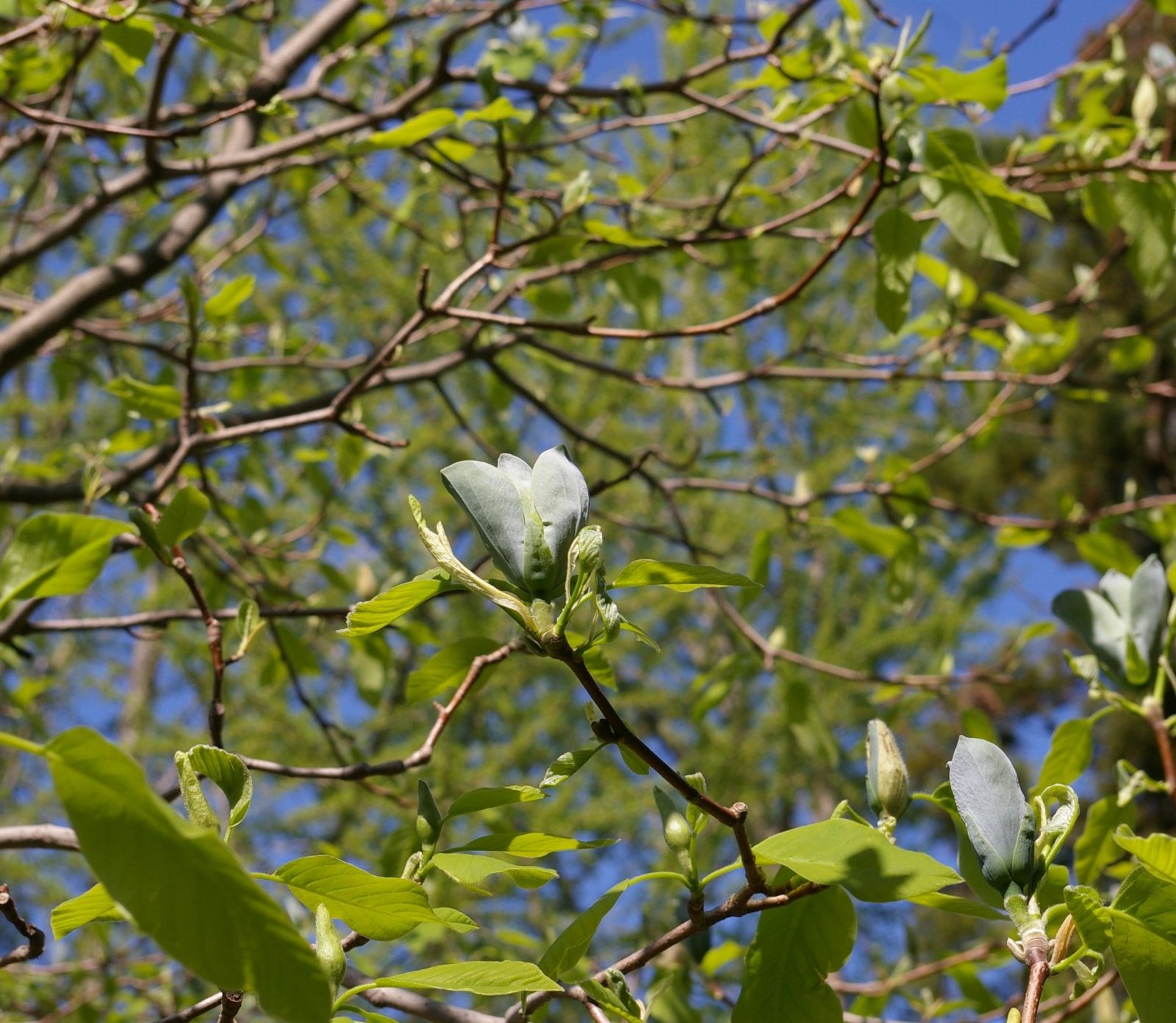 Magnolia acuminata - Trees and Shrubs Online