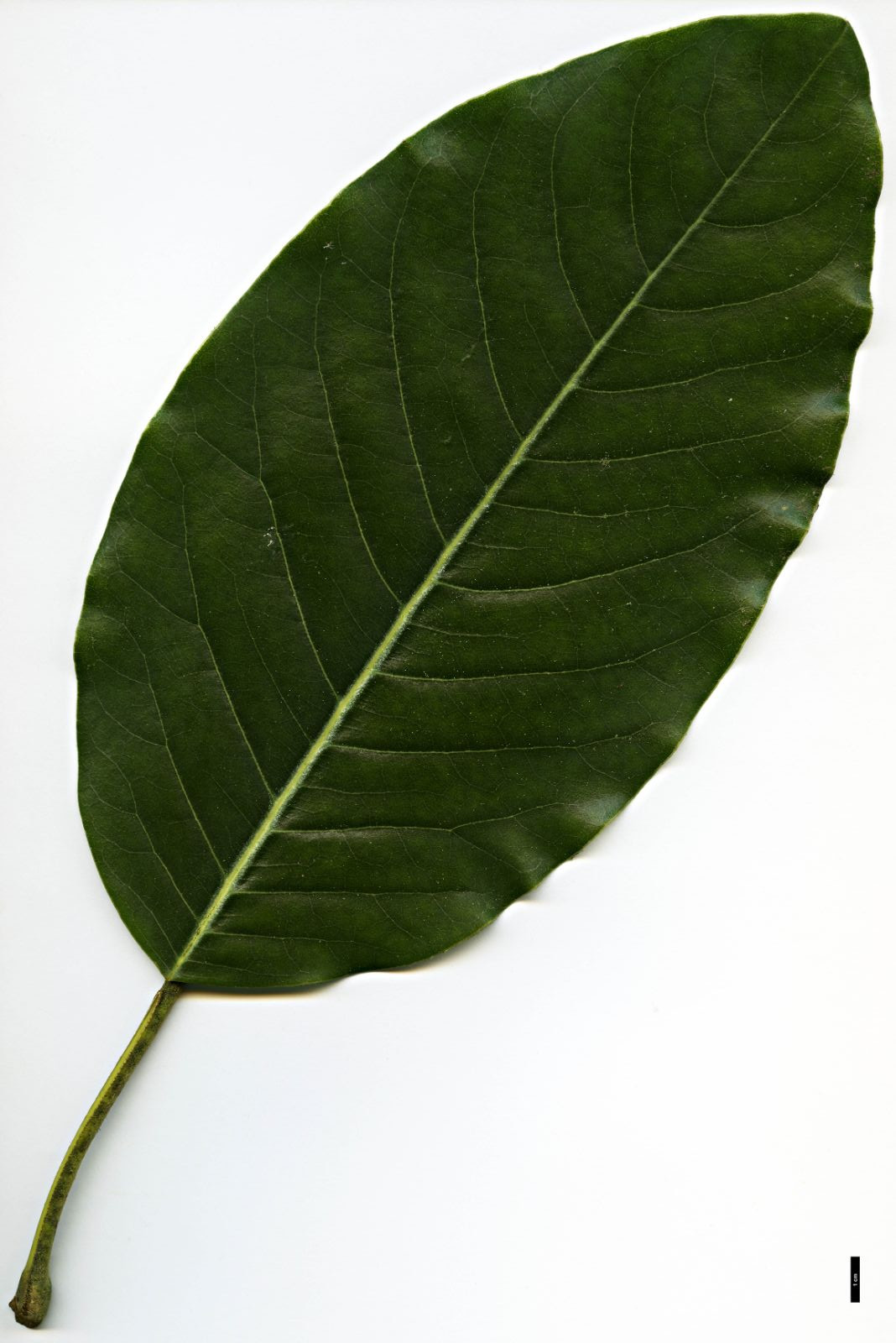 Magnolia delavayi - Trees and Shrubs Online