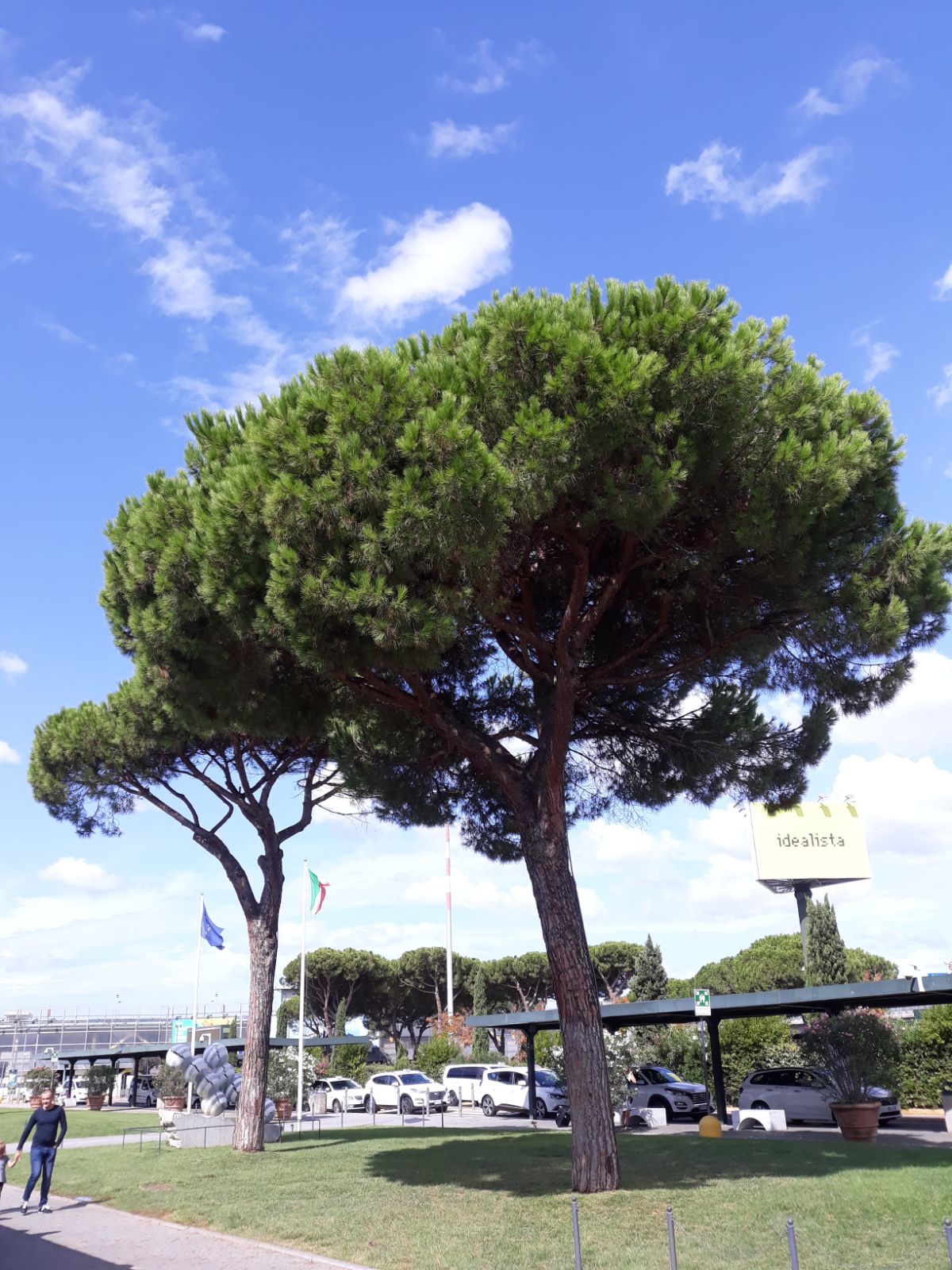Pinus Pinea Alveole Pino Haustier Italian Stone Pine Pflanze Plant 