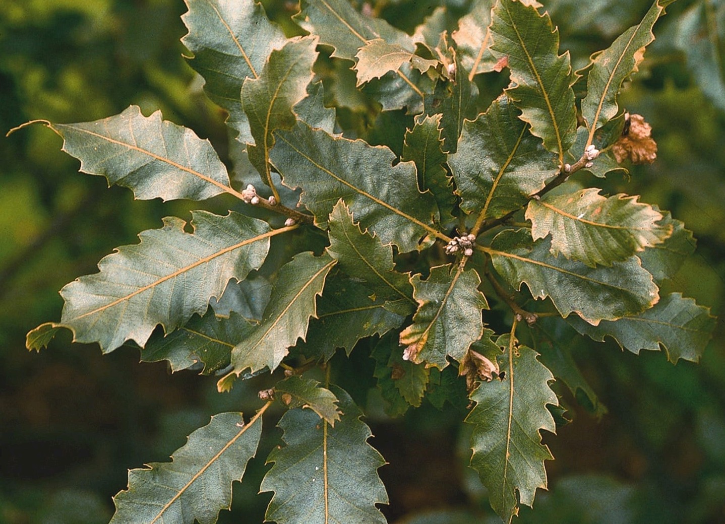 Quercus brantii - Trees and Shrubs Online