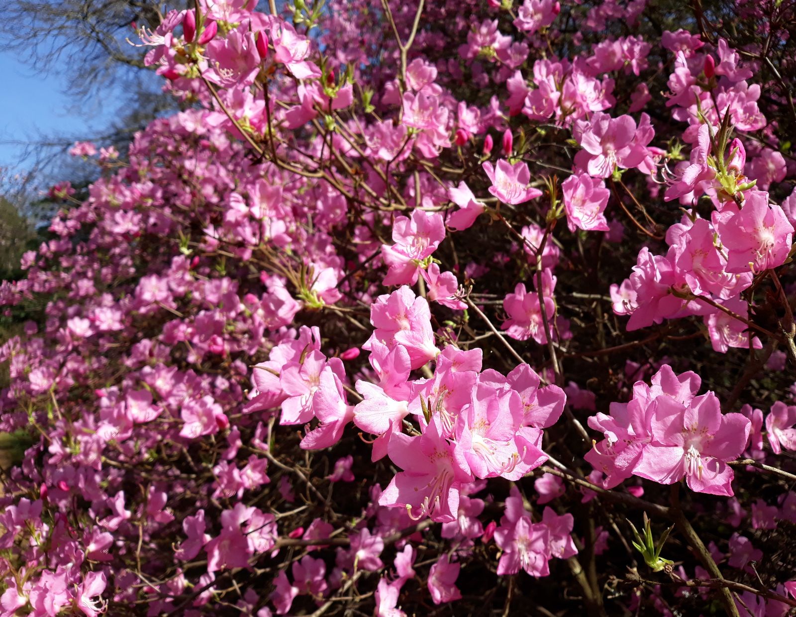 Rhododendron albrechtii 30-40cm 