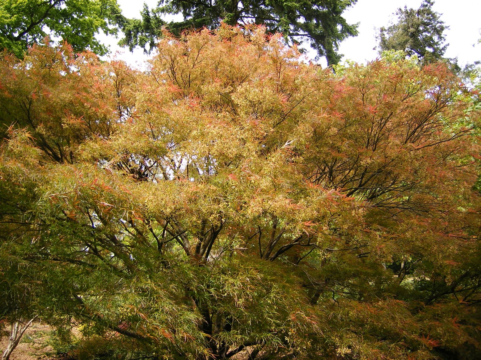 Acer palmatum - Trees and Shrubs Online